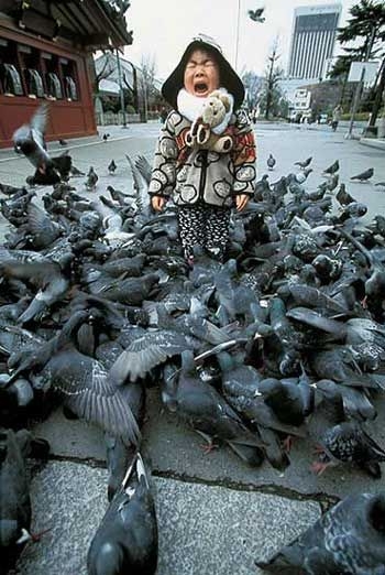 Pigeon attack