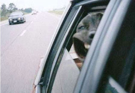 Cute dog loves the wind