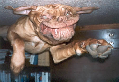 World's ugliest dog