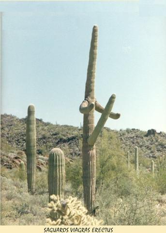 Horny cactus