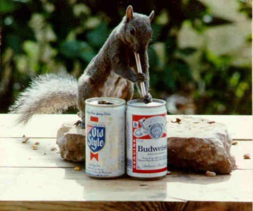 Squirrel getting wasted