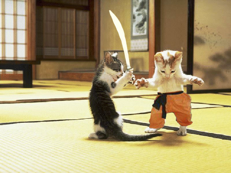 Kung fu cats