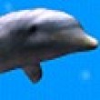Action games : Dolphin