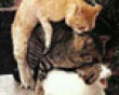 Funny pics mix: Kitty trio picture