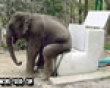 Funny pics mix: Elephant toilet picture