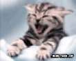 Kitten yawn picture