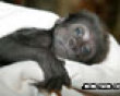 Funny pics mix: Tired baby monkey picture