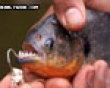 Funny pics tracker: The evil fish picture
