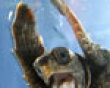 A crazy turtle picture