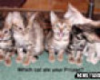Funny pics tracker: Kitty prozac? picture