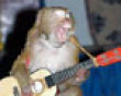 Rockin' monkey picture