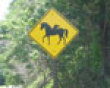 Flying horse crossing picture