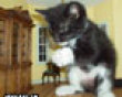 Funny pics tracker: Super kitten picture