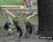 Funny pics tracker: Jedi squirrels picture