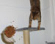 Cat action trouble picture