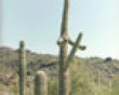 Cactus woody picture