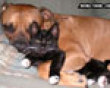Funny pics mix: Dog and cat love picture