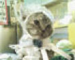 Funny pics mix: Cute bonnet kitten picture