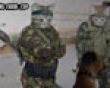 Army cats picture