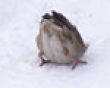 Funny pics mix: Cute bird's head in the snow