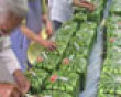 Square watermelon picture