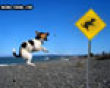 Jumping dog sign picture