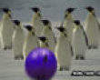 Funny pics mix: Penguin bowling picture