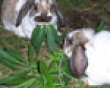 Weed eating bunnies picture