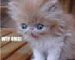 Funny pics tracker: Wtf omg kitten picture