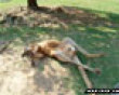 Passed out kangaroo picture