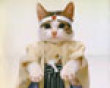 Funny pics tracker: Samurai kitty picture