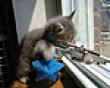 Funny pics tracker: Deadly sniper kitten picture