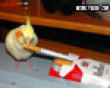 Funny pics mix: Smokin' bird picture