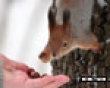 Funny pics tracker: A squirrel feeding picture