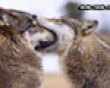 Funny pics mix: A big wolf kiss picture