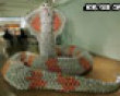 Funny pics tracker: The can snake picture