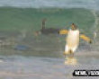 Funny pics tracker: Penguins surf! picture