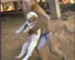 Funny pics mix: Monkey steals a dog picture