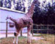 Two headed giraffe picture