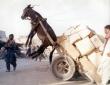Overweight donkey cart
