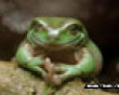 Dr. evil frog picture