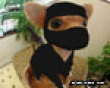 Funny pics tracker: Little ninja pup picture