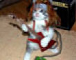 Funny pics tracker: Guitar kitty picture