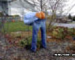 Funny pics tracker: Pumpkin moon picture