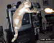 Funny pics tracker: Movie stunt kitty picture