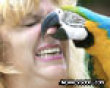 Funny pics mix: Parrot bites womans nose picture