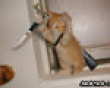 Funny pics mix: Rambo kitty picture