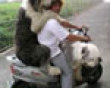 Funny pics tracker: Huge dogs on a bike picture