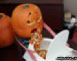 Funny pics mix: The drunken pumpkin picture