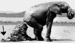 Funny pictures : Massive elephant dump